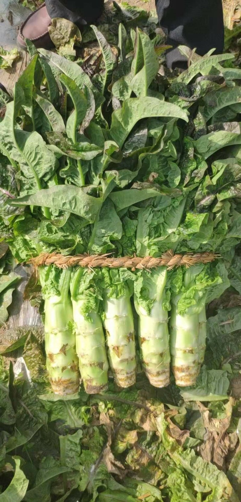 精品红叶莴笋产地直供量大从优！