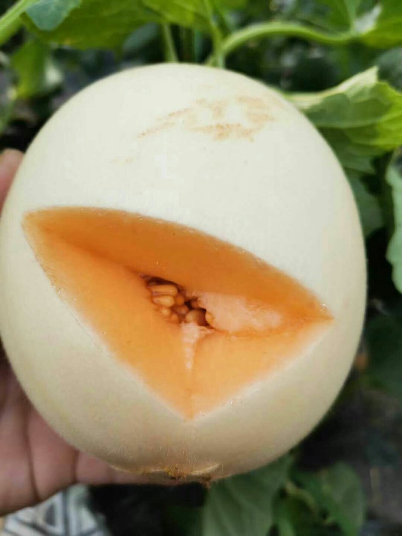 东方蜜一号，东方蜜甜瓜，脆甜可口，一件