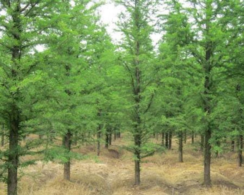 水杉/金叶水杉/黄金水杉/落羽杉/池杉/规格齐全