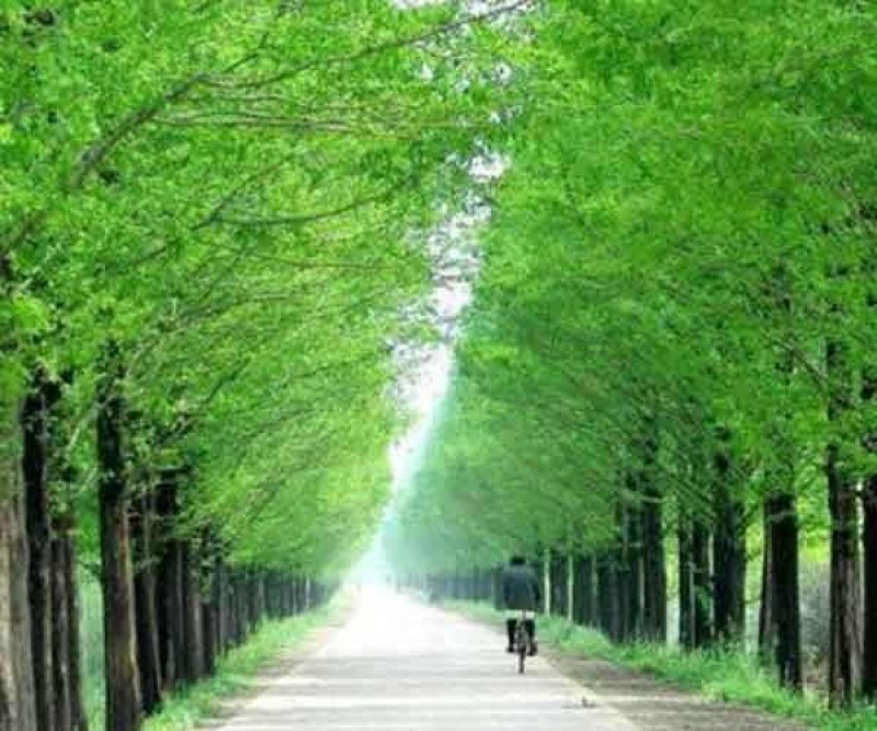 水杉/金叶水杉/黄金水杉/落羽杉/池杉/规格齐全