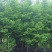 水杉/金叶水杉/黄金水杉/落羽杉/池杉/规格齐全