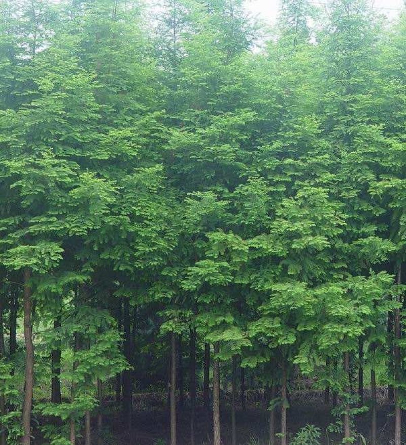 水杉/金叶水杉/黄金水杉/落羽杉/池杉/规格齐全