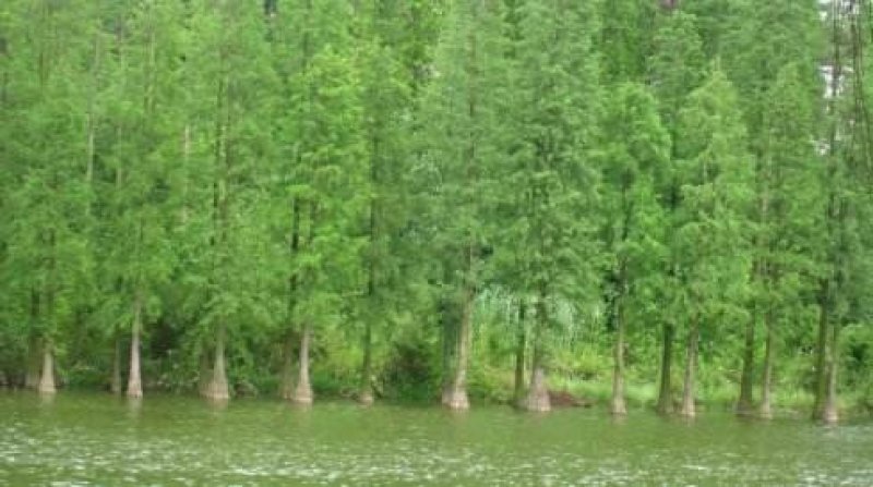 水杉/金叶水杉/黄金水杉/落羽杉/池杉/规格齐全