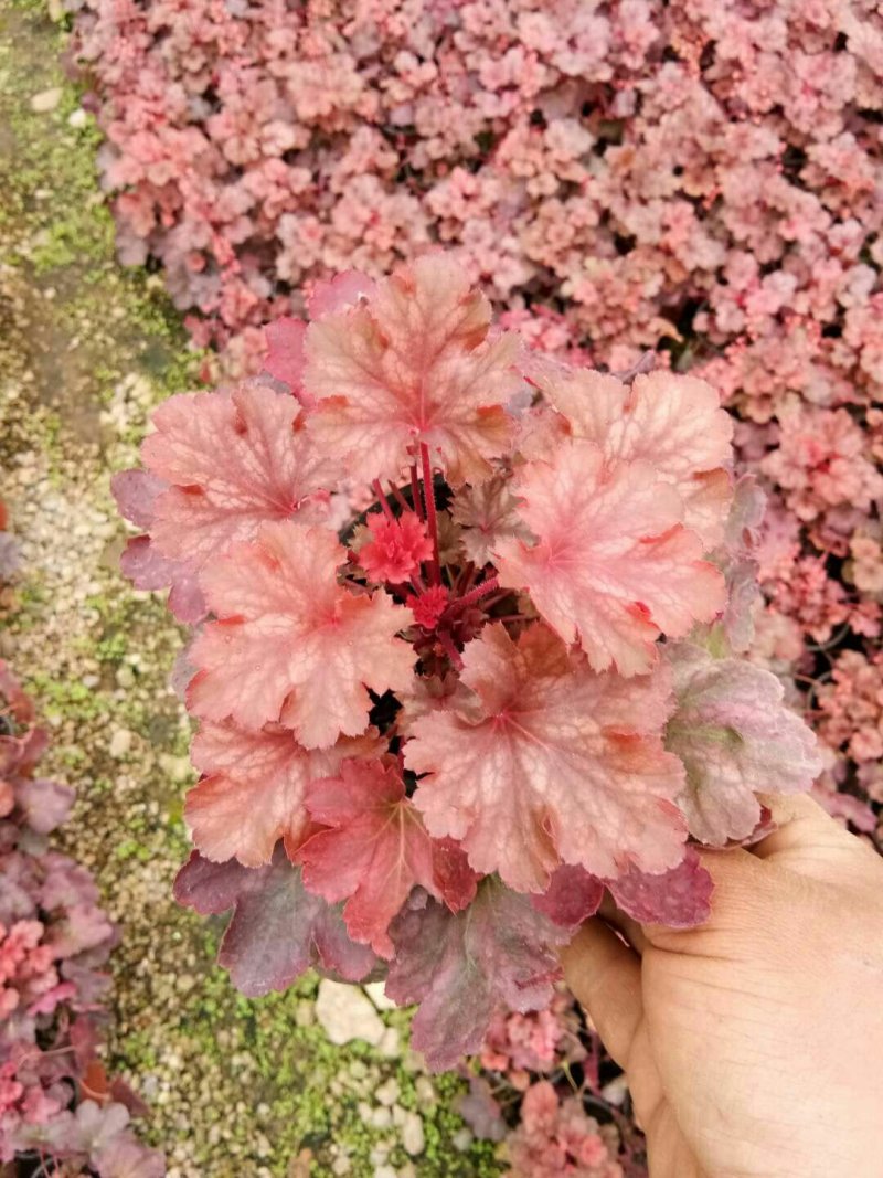 矾根矾根批发基地直供自家种植各种颜色矾根。