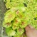 矾根矾根批发基地直供自家种植各种颜色矾根。