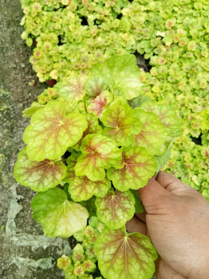 矾根矾根批发基地直供自家种植各种颜色矾根。