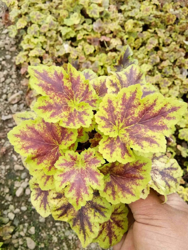 矾根矾根批发基地直供自家种植各种颜色矾根。