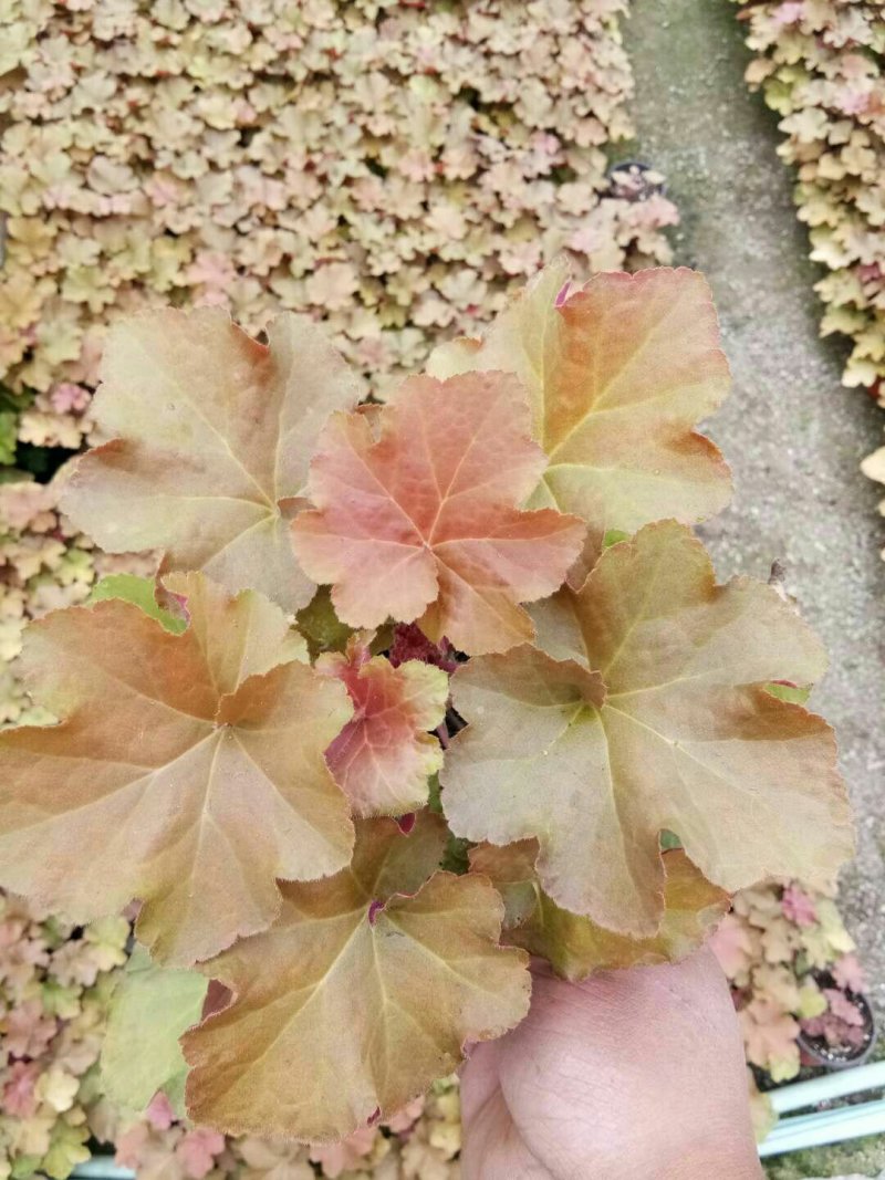 矾根矾根批发基地直供自家种植各种颜色矾根。