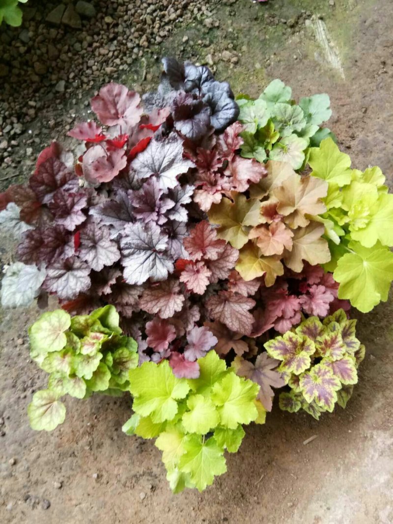矾根矾根批发基地直供自家种植各种颜色矾根。