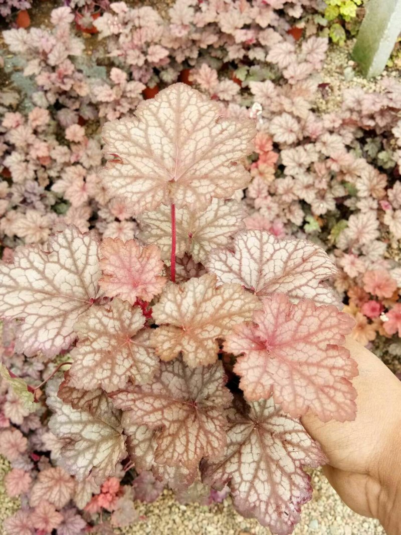 矾根矾根批发基地直供自家种植各种颜色矾根。
