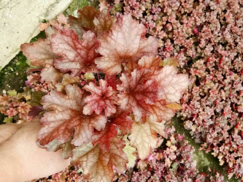 矾根矾根批发基地直供自家种植各种颜色矾根。