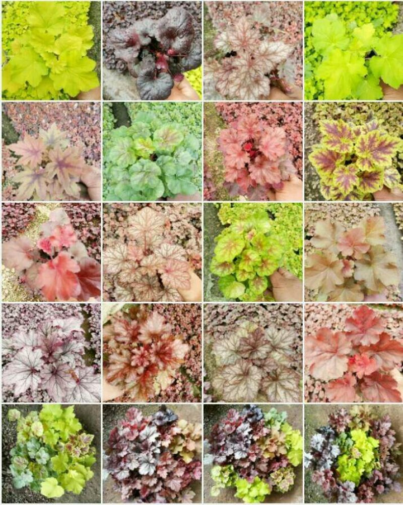 矾根矾根批发基地直供自家种植各种颜色矾根。