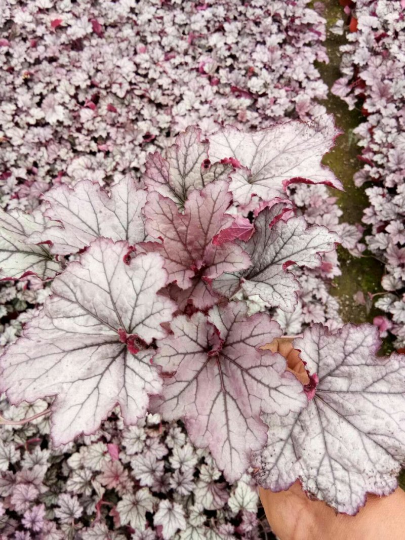 矾根矾根批发基地直供自家种植各种颜色矾根。