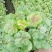 矾根矾根批发基地直供自家种植各种颜色矾根。