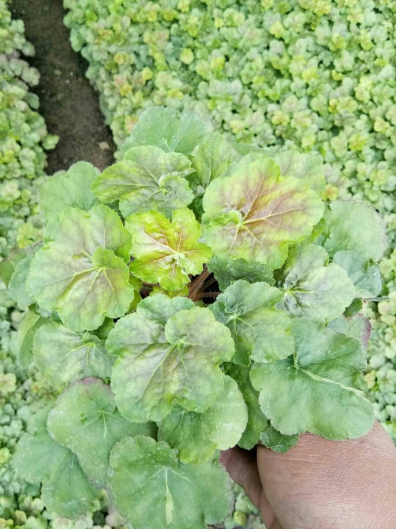 矾根矾根批发基地直供自家种植各种颜色矾根。