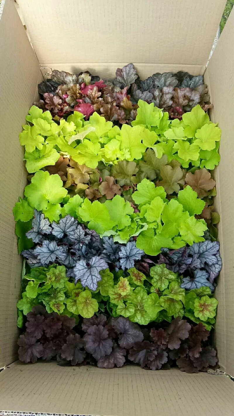 矾根矾根批发基地直供自家种植各种颜色矾根。