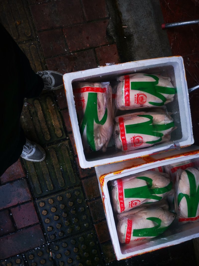 烧鹅专用清远黑棕鹅棚鹅肉鹅现宰打包专业供应酒店没有破皮