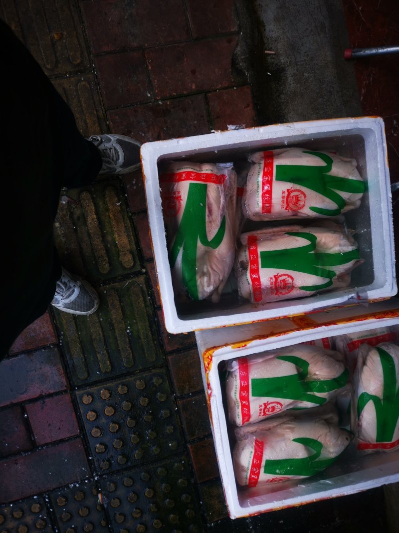 烧鹅专用清远黑棕鹅棚鹅肉鹅现宰打包专业供应酒店没有破皮