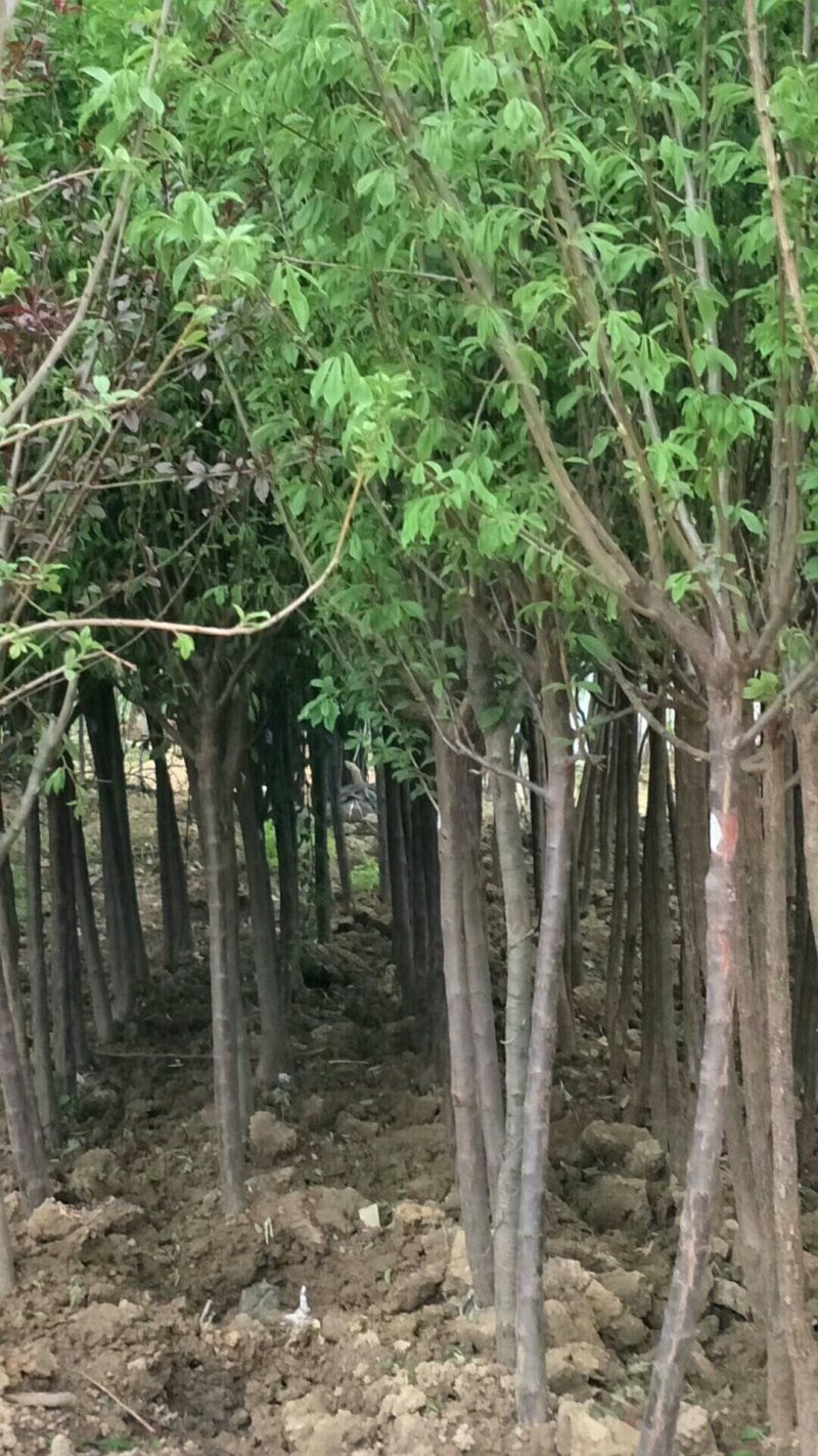 绿化苗木