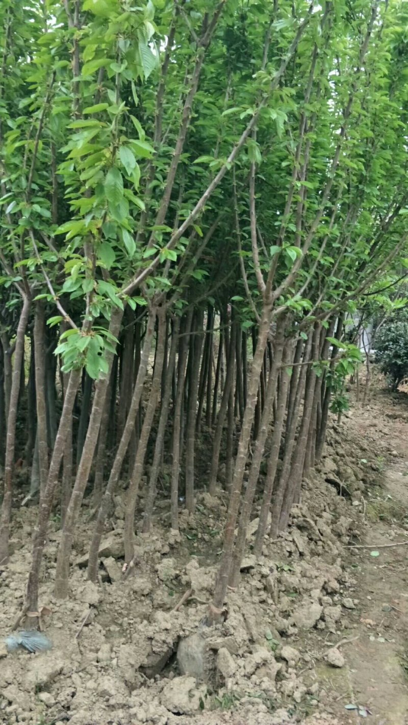 绿化苗木