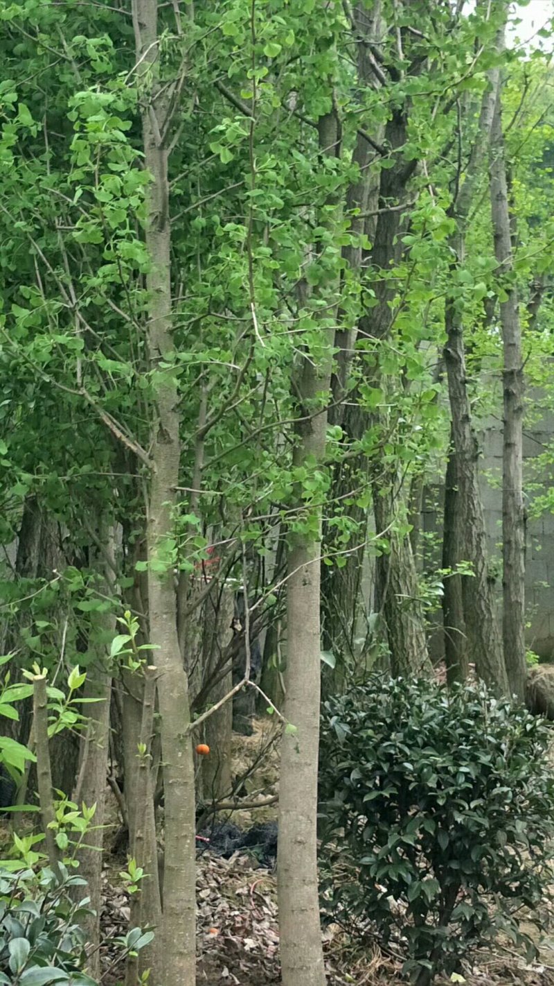 绿化苗木