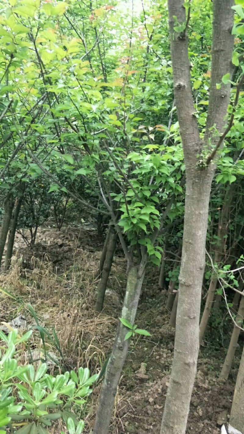 绿化苗木