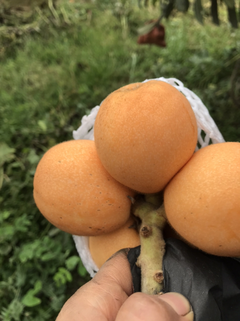 早钟六号枇杷