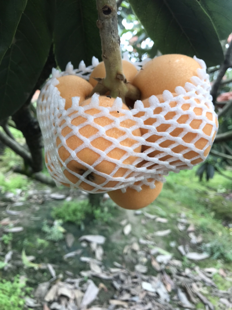 早钟六号枇杷