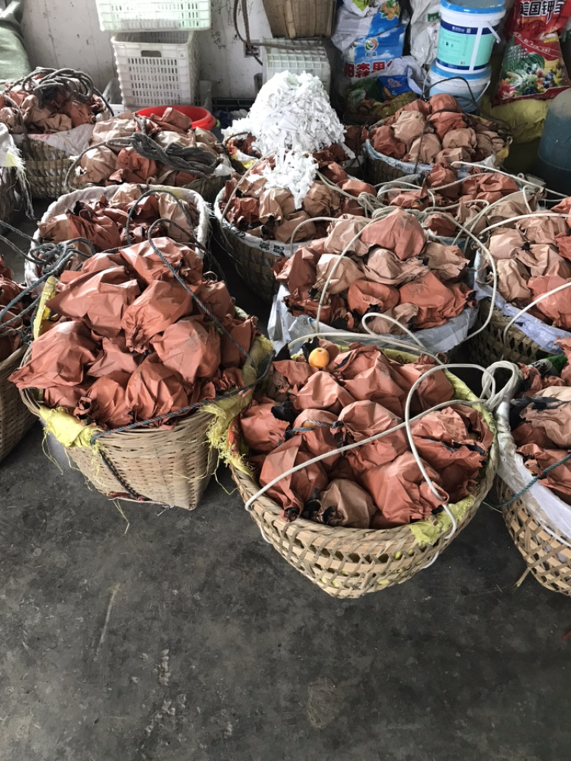 早钟六号枇杷