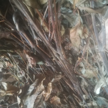 草珊瑚，平地木，不出林，矮地茶