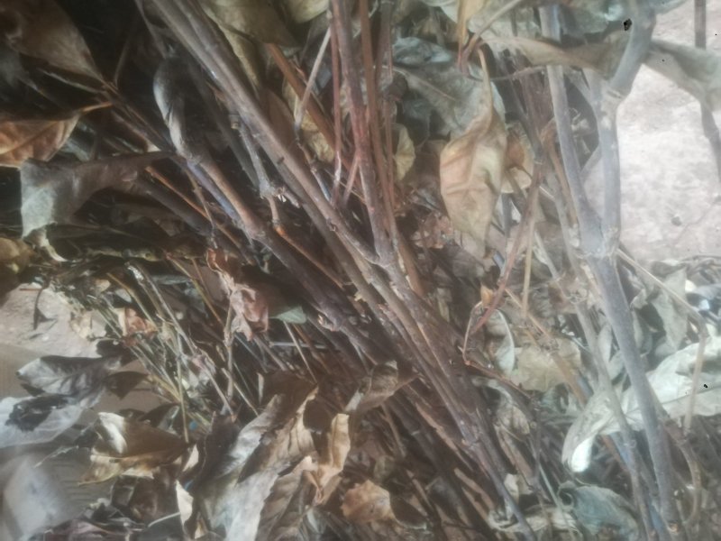 草珊瑚，平地木，不出林，矮地茶