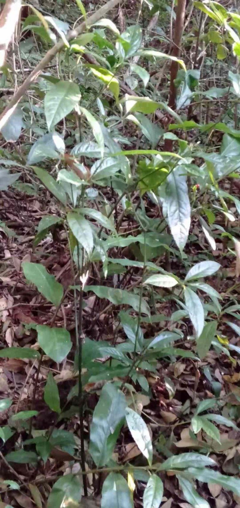 草珊瑚，平地木，不出林，矮地茶