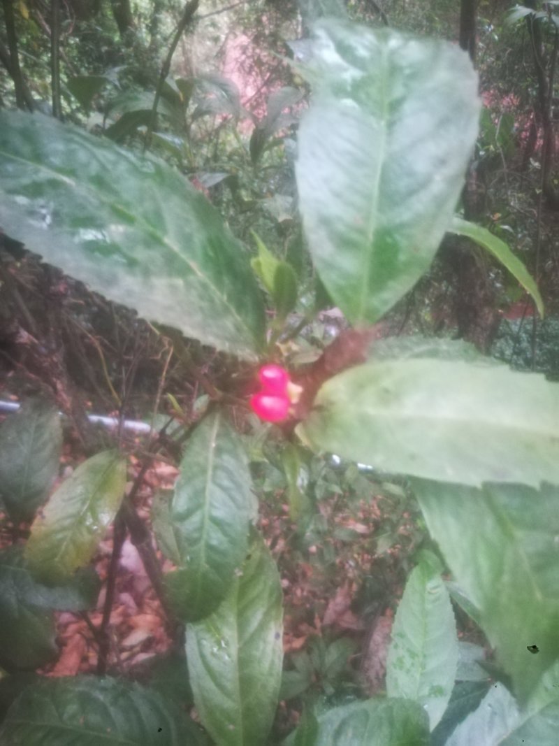 草珊瑚，平地木，不出林，矮地茶