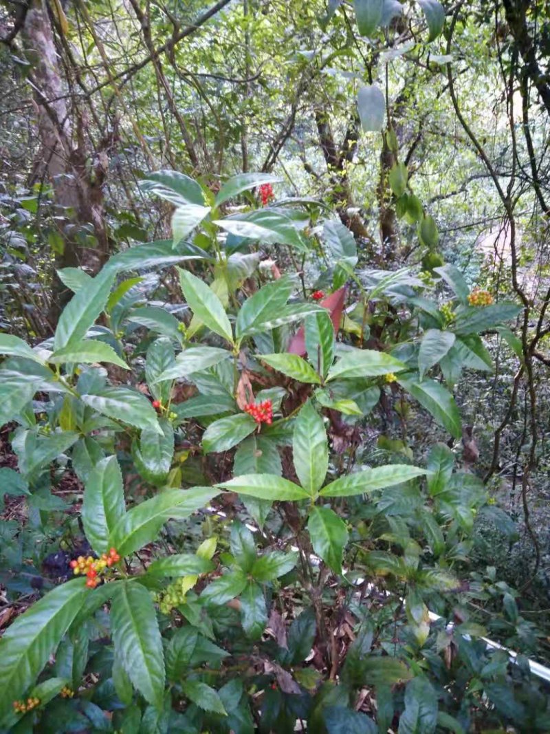 草珊瑚，平地木，不出林，矮地茶