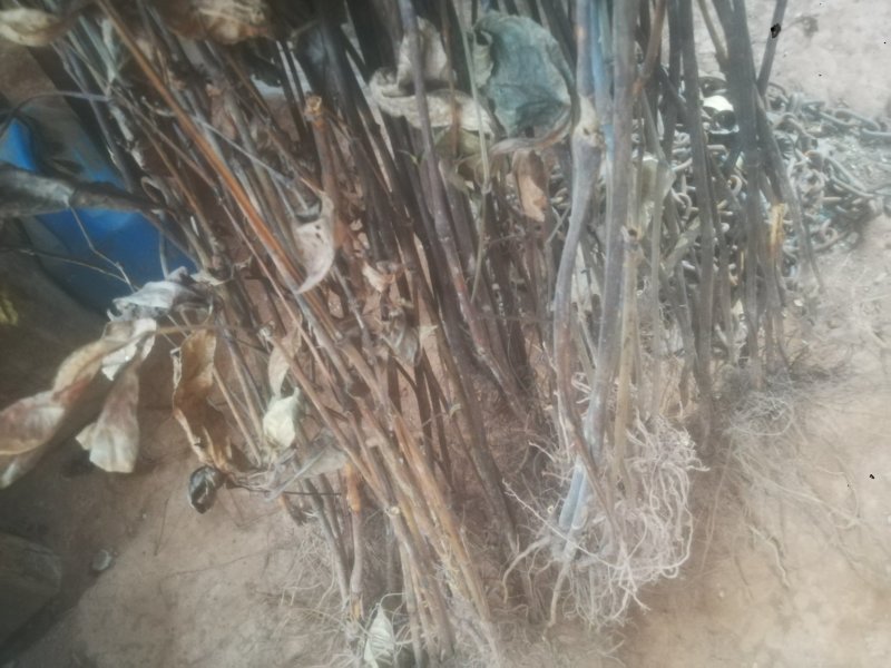 草珊瑚，平地木，不出林，矮地茶