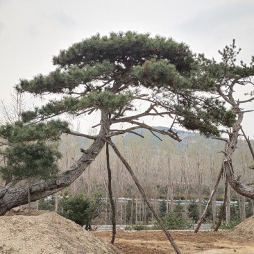 造型景观松