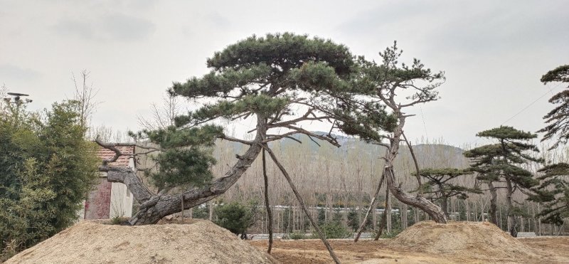 造型景观松