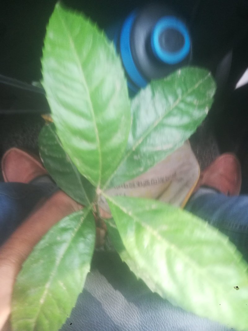 草珊瑚，平地木，不出林，矮地茶