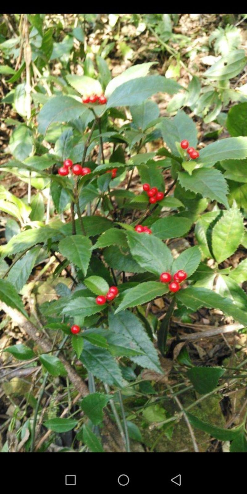 草珊瑚，平地木，不出林，矮地茶