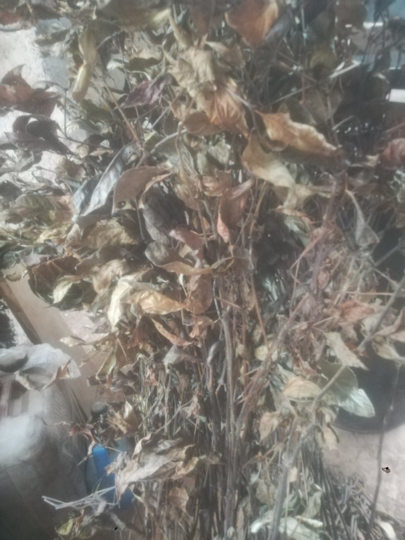 草珊瑚，平地木，不出林，矮地茶