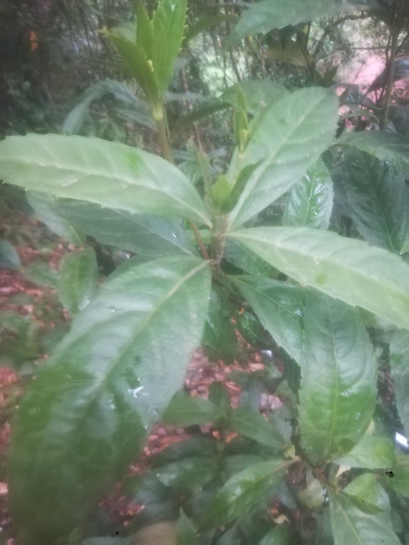 草珊瑚，平地木，不出林，矮地茶
