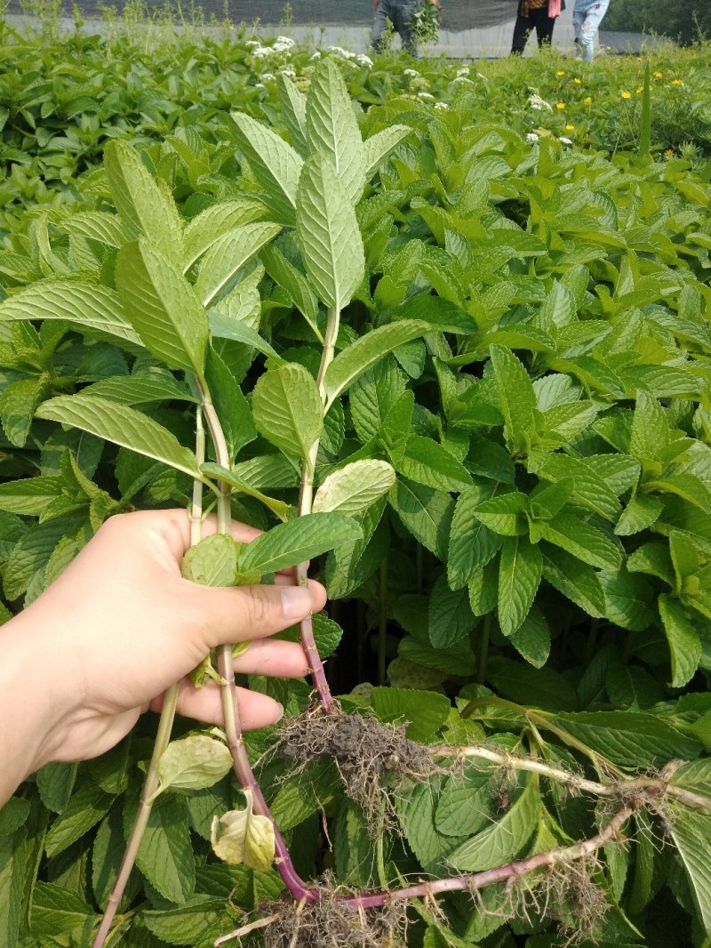 薄荷苗留兰香薄荷，胡椒薄荷【食用薄荷，药典品种】