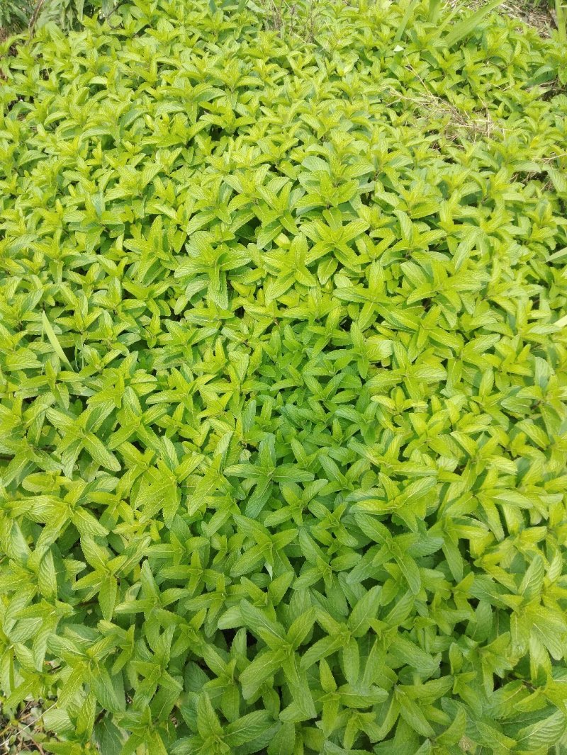 薄荷苗留兰香薄荷，胡椒薄荷【食用薄荷，药典品种】