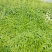 薄荷苗留兰香薄荷，胡椒薄荷【食用薄荷，药典品种】