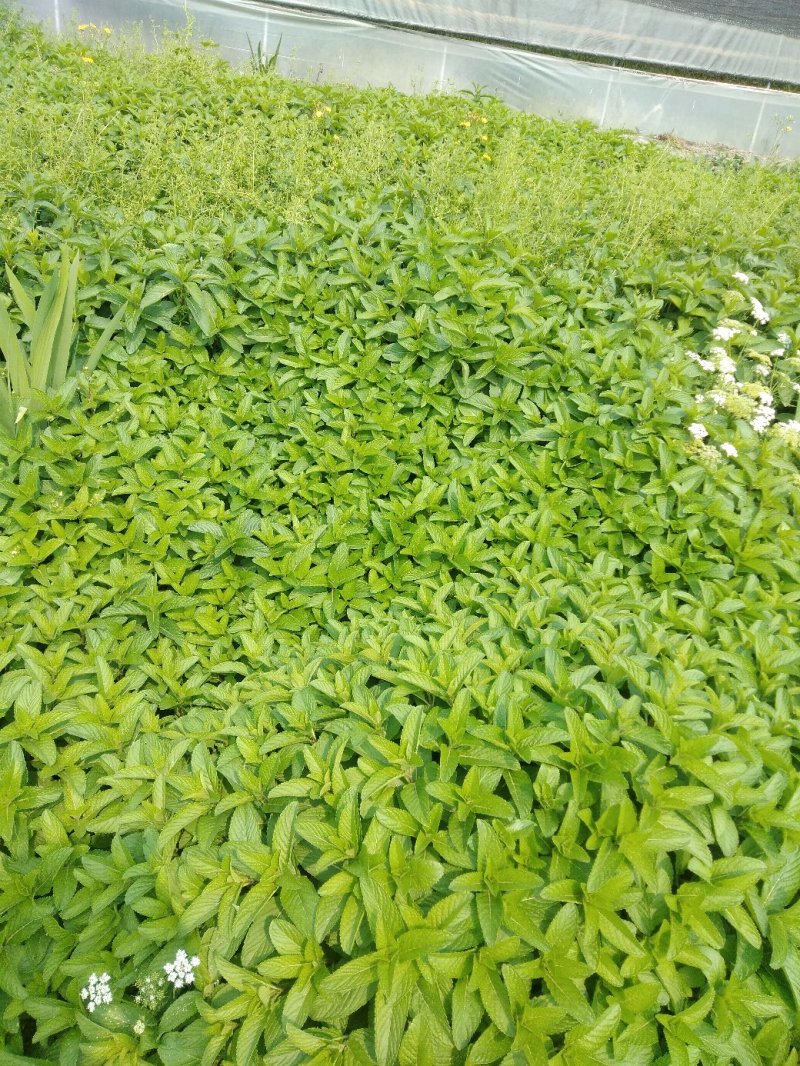 薄荷苗留兰香薄荷，胡椒薄荷【食用薄荷，药典品种】