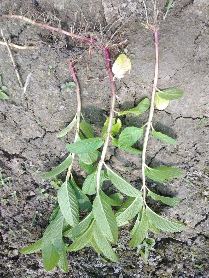 薄荷苗留兰香薄荷，胡椒薄荷【食用薄荷，药典品种】