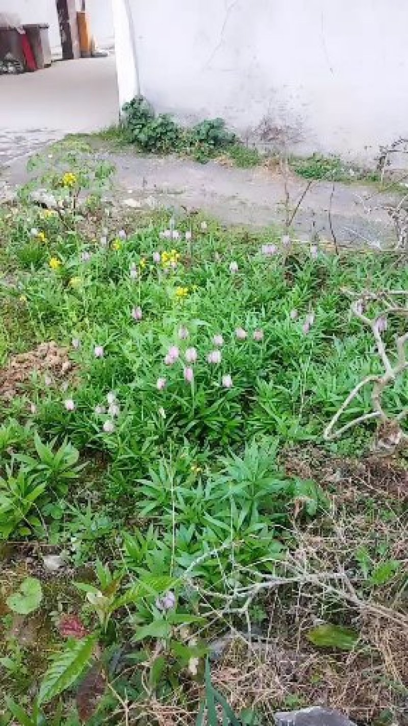 贝母湖北平贝母适合庭院大田种植