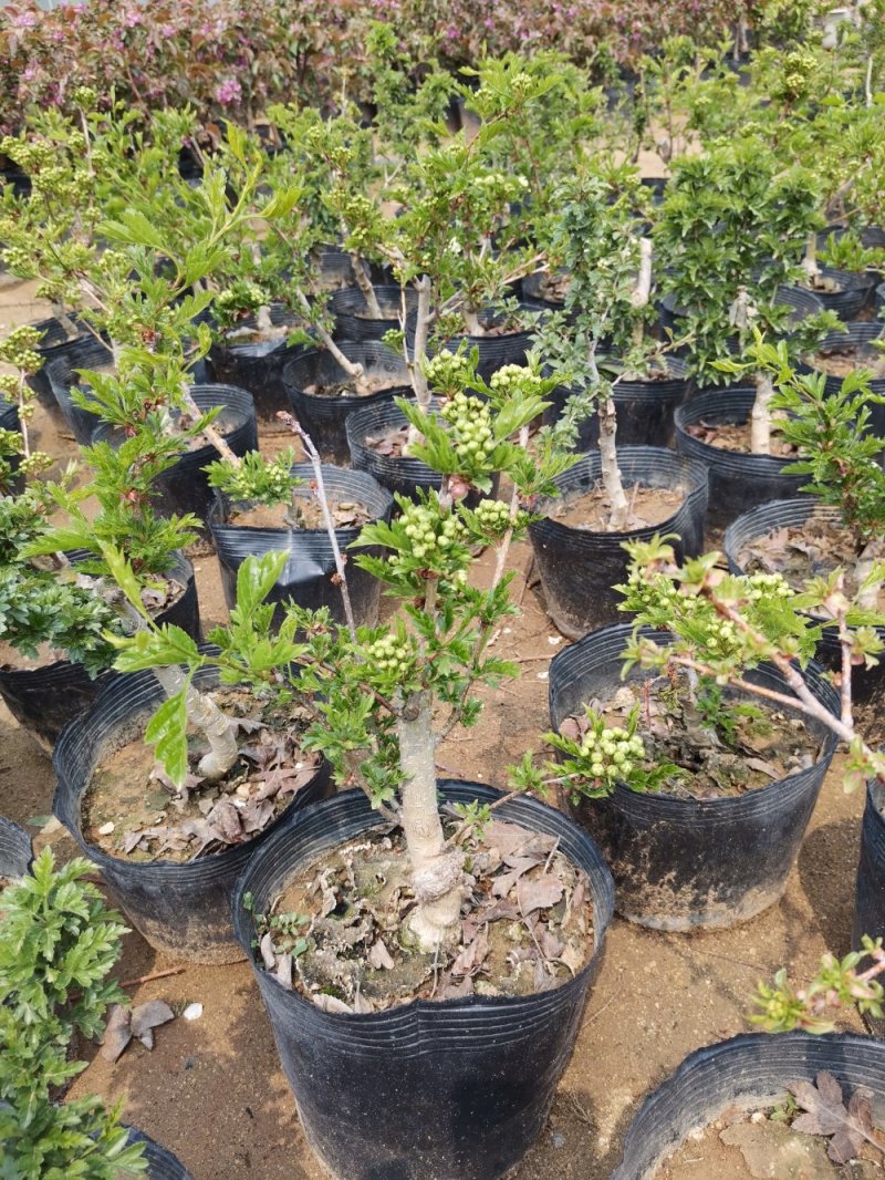 基地直销山楂盆景苹果盆景梨树盆景多重果树盆景