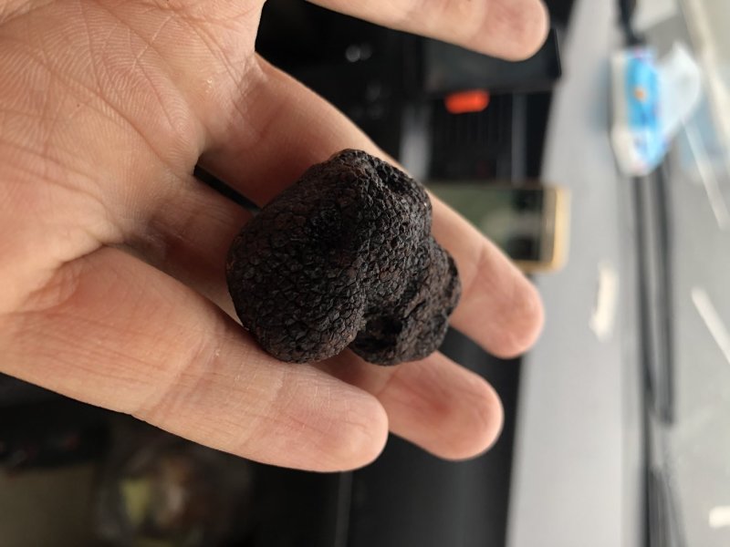 冷冻黑松露成熟松露