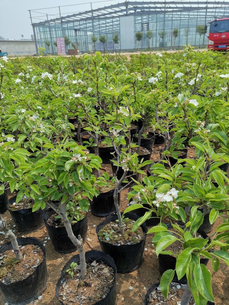 基地直销梨树盆景苹果盆景多个果树盆景适合室内外种植